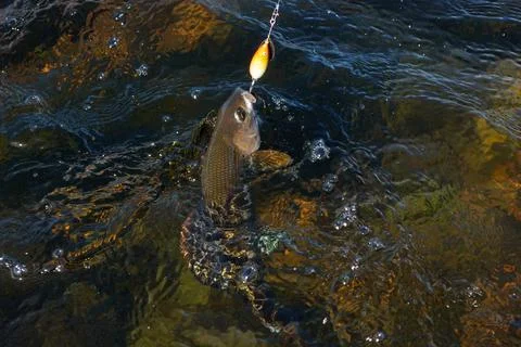 Grayling caught from Arctic river Stock Photos
