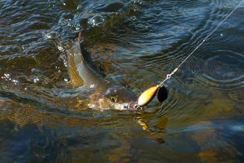 Grayling caught from Arctic river Stock Photos