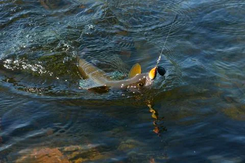 Grayling caught from Arctic river Stock Photos
