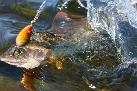 Grayling caught from Arctic river Stock Photos