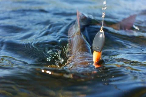 Grayling caught from Arctic river Stock Photos