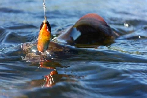 Grayling caught from Arctic river Foto stock