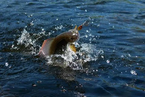 Grayling caught from Arctic river Stock Photos