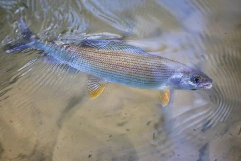 Grayling caught on the fly Stock Photos