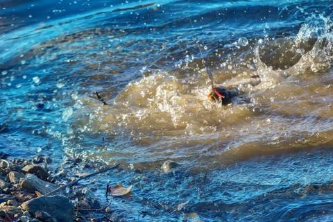 Grayling caught on lure Foto stock