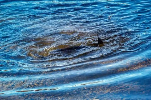 Grayling caught on lure Stock Photos