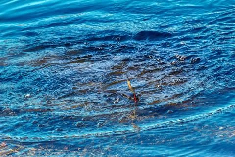 Grayling caught on lure Stock Photos