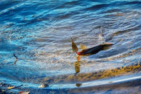 Grayling caught on lure Stock-Fotos