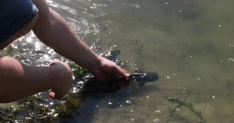 A Grayling fish being released back catfish into a river Stock Footage 160029976