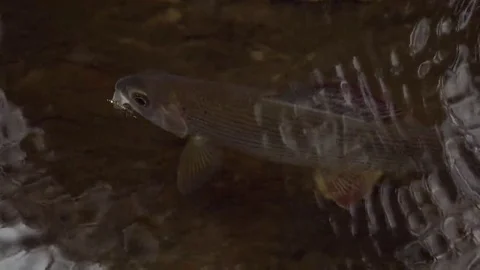 Grayling fish under water caught fly fishing. Fishing success Stock-Footage 69256937