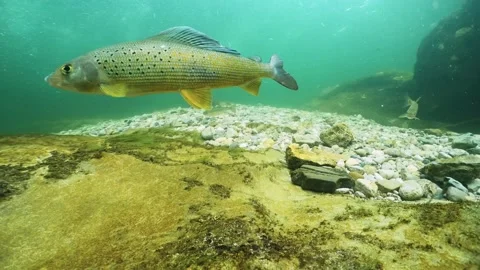 Grayling Stock-Footage 168745034