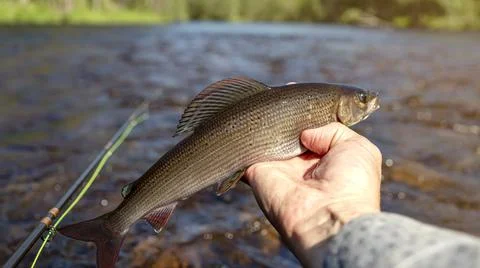 Grayling in the hand of an angler. Caught on a fly in a wild river Stock Photos
