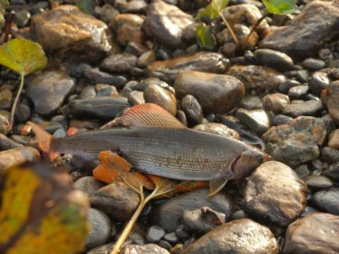 Grayling on pebble Stock Photos