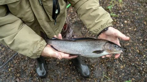 Grayling river. A fish catch in a man's hand. Grayling in the hand of a man. Stock Photos