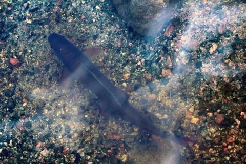 Grayling on sandy-pebble bottom of river Stock Photos