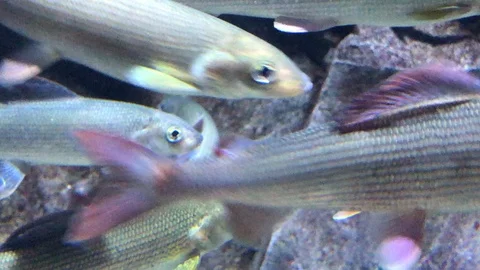 Grayling Swimming in water Stock Footage 121727754