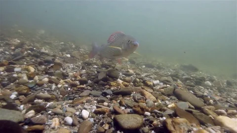 Grayling (thymallus thymallus) Äsche Stock-Footage 84005197