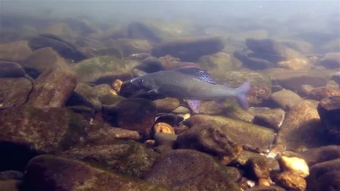 Grayling (thymallus thymallus) Äsche Stock-Footage 84005205