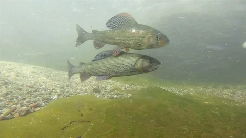 Grayling (thymallus thymallus) Äsche Video stock 99109832