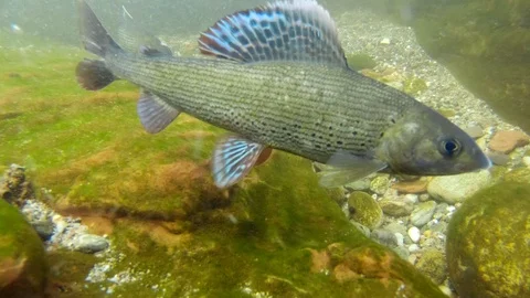 Grayling (thymallus thymallus) Äsche Stock Footage 99110194