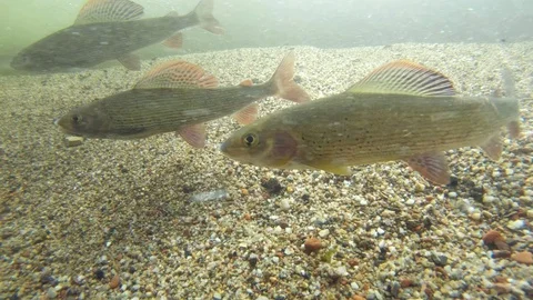Grayling (thymallus thymallus) Äsche Video stock 99112097