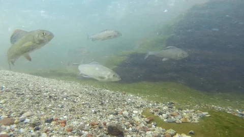 Grayling (thymallus thymallus) Äsche Video stock 99113309