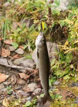 Grayling - Thymallus thymallus Stock Photos