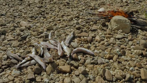 Graylings on the pebble Stock Footage 73314853