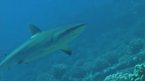 Graymolo3 Video stock 81226897