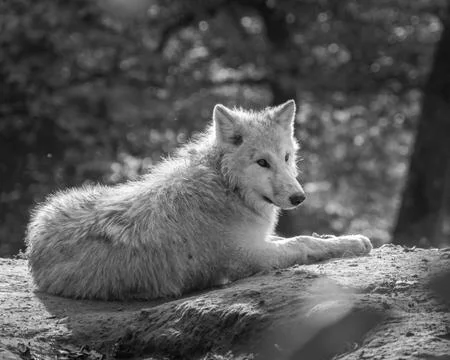 Grayscale of an Arctic wolf sitting and looking on the side on an isolated backg Stock Photos