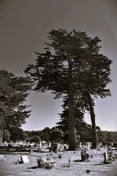 Grayscale Cemetery Trees Stock Photos