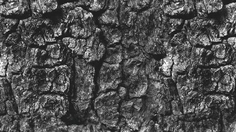 Grayscale Close-Up of Rough Tree Bark Texture Stock Illustration