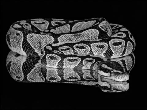 A grayscale closeup of a ball python. Python regius, also called the royal py Stock-Fotos