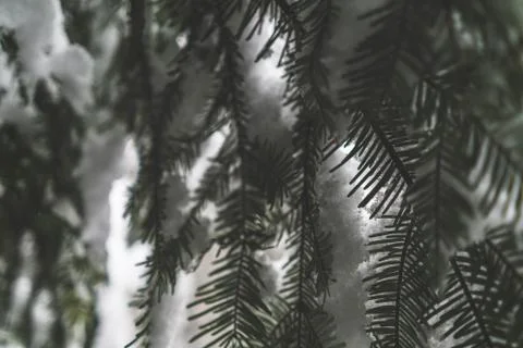 Grayscale closeup shot of pine tree leafs Stock Photos