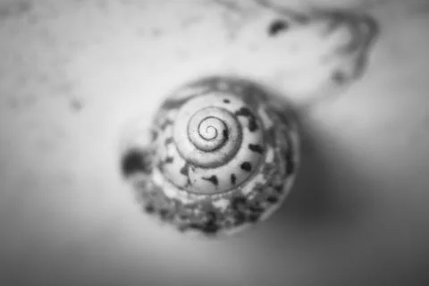 Grayscale closeup of the snail's shell. Spiral pattern. Stock Photos