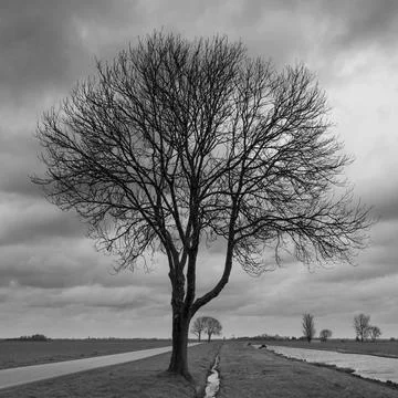 Grayscale of dry leafless branches of a tree in the middle of two parallel paths 库存照片
