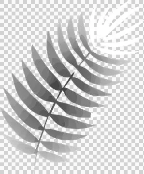 Grayscale fern leaf is showing in vector art with gradient shading on Stock Illustration