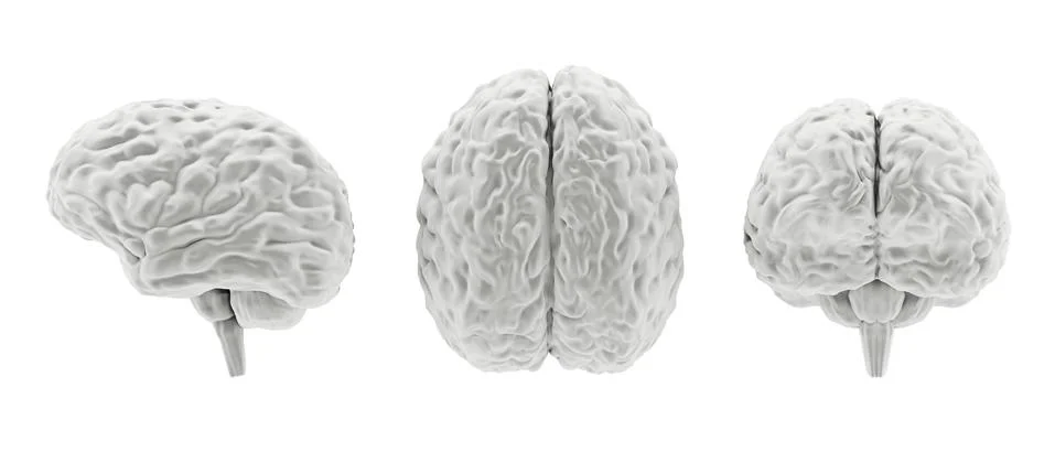 Grayscale human brain model from different sides isolated on white Stock Illustration