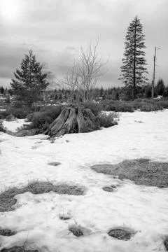 Grayscale Landscape of the Lothar path in the Black Forest Stock Photos