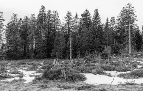 Grayscale Landscape of the Lothar path in the Black Forest Stock Photos