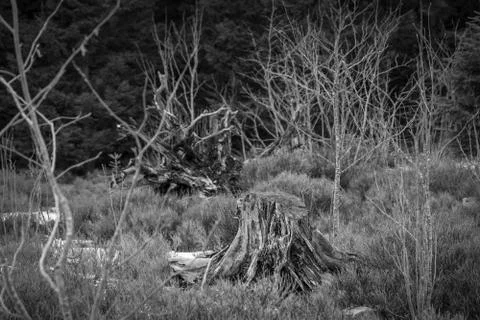 Grayscale Landscape of the Lothar path in the Black Forest Stock Photos