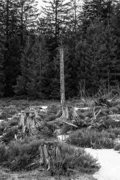 Grayscale Landscape of the Lothar path in the Black Forest Stock Photos