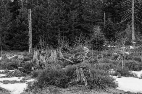 Grayscale Landscape of the Lothar path in the Black Forest Stock Photos