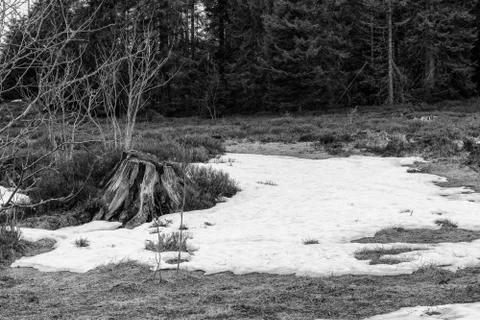 Grayscale Landscape of the Lothar path in the Black Forest Stock Photos