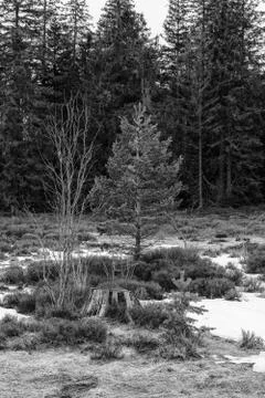 Grayscale Landscape of the Lothar path in the Black Forest Stock Photos