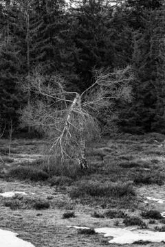 Grayscale Landscape of the Lothar path in the Black Forest Stock Photos