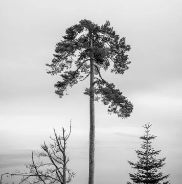 Grayscale Landscape of the Lothar path in the Black Forest Stock Photos
