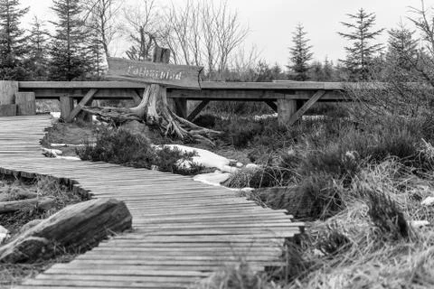 Grayscale Landscape of the Lothar path in the Black Forest Stock Photos