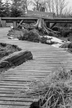 Grayscale Landscape of the Lothar path in the Black Forest Stock Photos