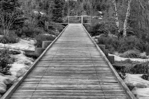 Grayscale Landscape of the Lothar path in the Black Forest Stock Photos